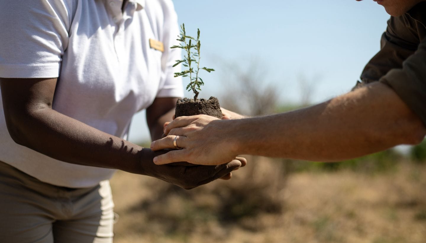 Planting Roots
