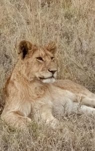 Wildlife
