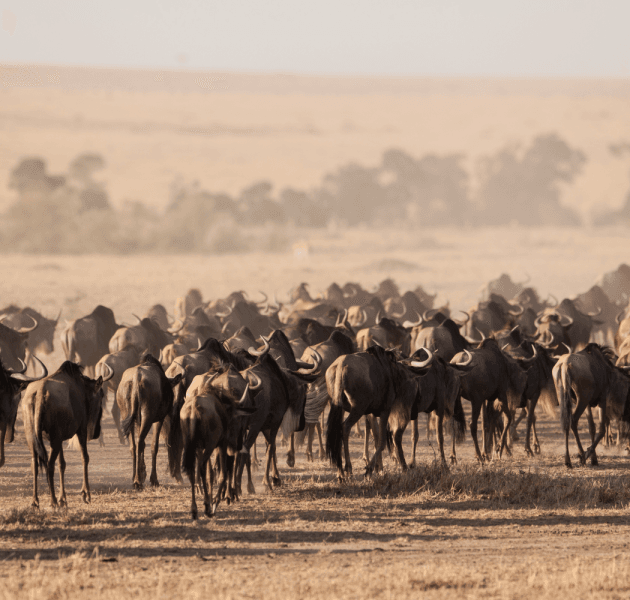 The Great Migration
