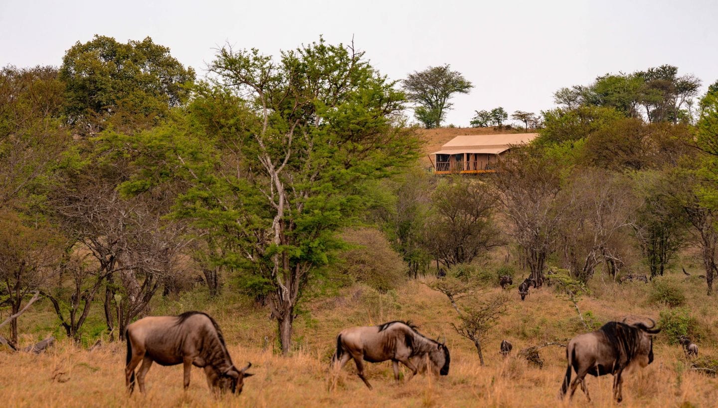 Immerse in the bush
