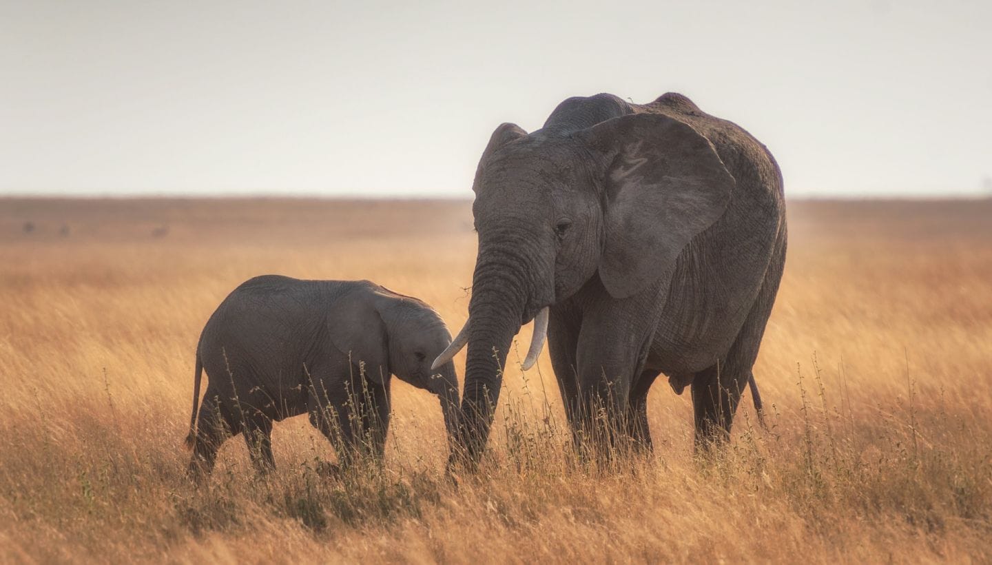 Elephants