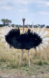 Wildlife
