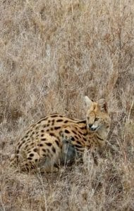 Wildlife