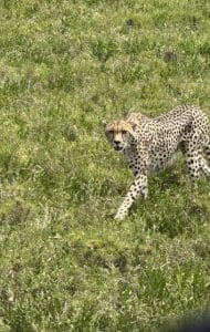 Wildlife