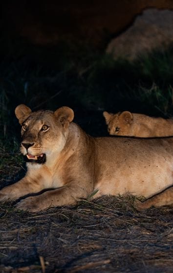 Lion