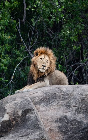 Lion